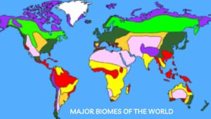 What are the Major Biomes of the World?