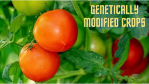 Genetically Modified Crops