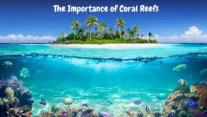 The Importance of Coral Reefs 